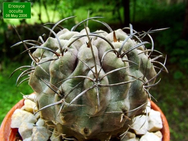 Eriosyce_ occulta _01